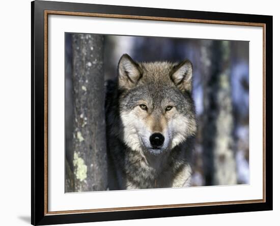 Wolf, Minnesota, USA-Gavriel Jecan-Framed Photographic Print