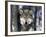 Wolf, Minnesota, USA-Gavriel Jecan-Framed Photographic Print