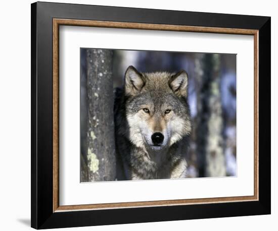 Wolf, Minnesota, USA-Gavriel Jecan-Framed Photographic Print