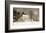 Wolf Moon-Ray Hendershot-Framed Art Print