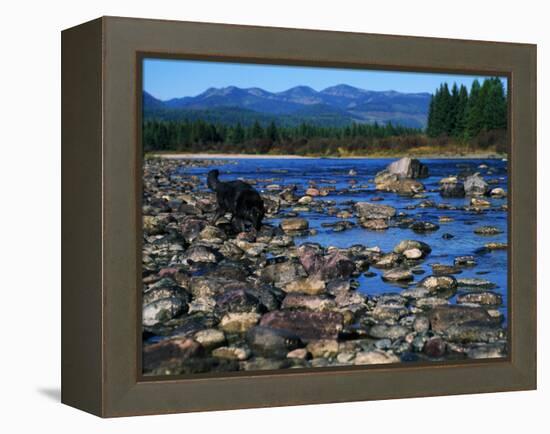 Wolf on Rocks at Edge of Flathead River-null-Framed Premier Image Canvas