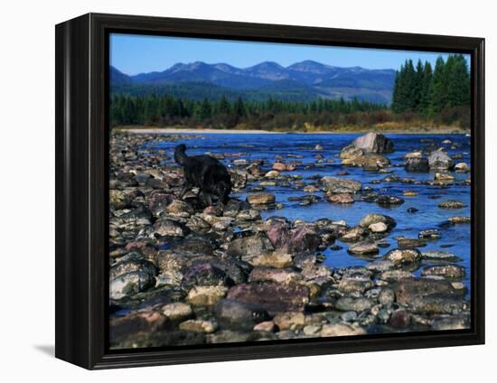 Wolf on Rocks at Edge of Flathead River-null-Framed Premier Image Canvas