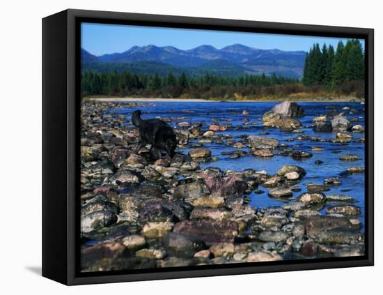 Wolf on Rocks at Edge of Flathead River-null-Framed Premier Image Canvas