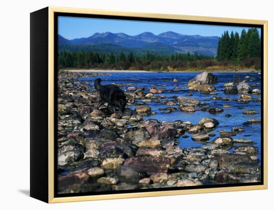 Wolf on Rocks at Edge of Flathead River-null-Framed Premier Image Canvas