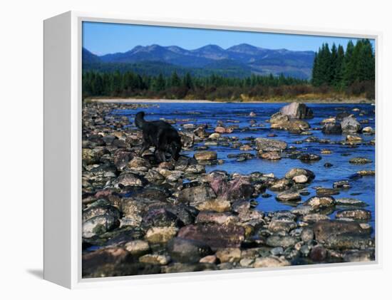 Wolf on Rocks at Edge of Flathead River-null-Framed Premier Image Canvas