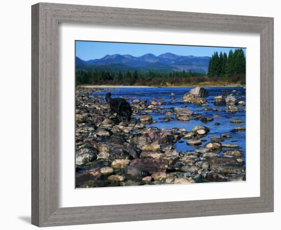 Wolf on Rocks at Edge of Flathead River-null-Framed Photographic Print