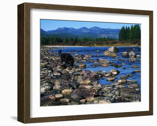 Wolf on Rocks at Edge of Flathead River-null-Framed Photographic Print