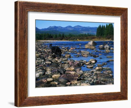 Wolf on Rocks at Edge of Flathead River-null-Framed Photographic Print