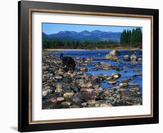 Wolf on Rocks at Edge of Flathead River-null-Framed Photographic Print