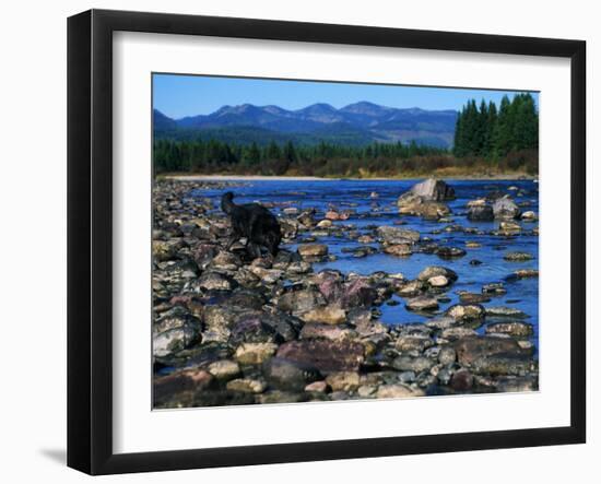 Wolf on Rocks at Edge of Flathead River-null-Framed Photographic Print