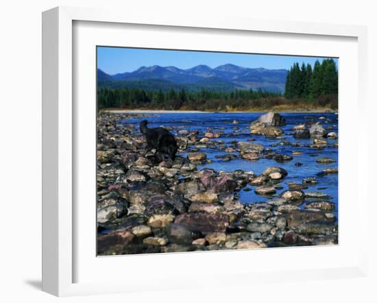 Wolf on Rocks at Edge of Flathead River--Framed Photographic Print