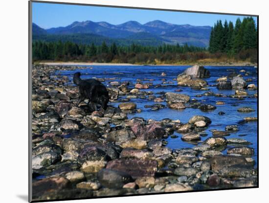 Wolf on Rocks at Edge of Flathead River-null-Mounted Photographic Print