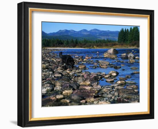 Wolf on Rocks at Edge of Flathead River-null-Framed Photographic Print