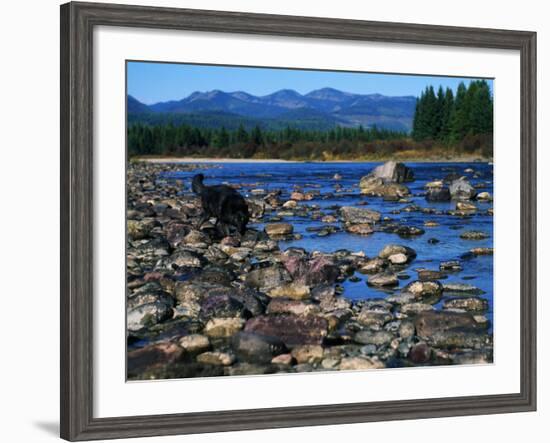 Wolf on Rocks at Edge of Flathead River-null-Framed Photographic Print