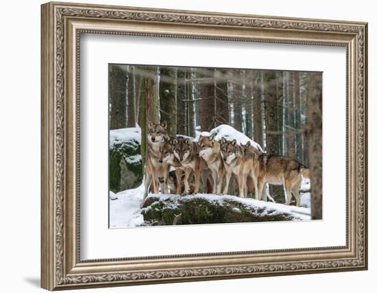 Wolf pack huddling together in snowy forest, Czech Republic-Franco Banfi-Framed Photographic Print