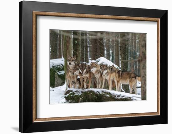 Wolf pack huddling together in snowy forest, Czech Republic-Franco Banfi-Framed Photographic Print