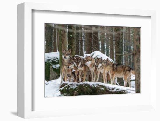 Wolf pack huddling together in snowy forest, Czech Republic-Franco Banfi-Framed Photographic Print