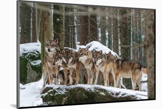 Wolf pack huddling together in snowy forest, Czech Republic-Franco Banfi-Mounted Photographic Print