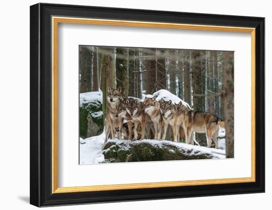 Wolf pack huddling together in snowy forest, Czech Republic-Franco Banfi-Framed Photographic Print