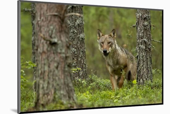 Wolf portrait (Canis lupus) in a forest, Finland, July-Danny Green-Mounted Photographic Print