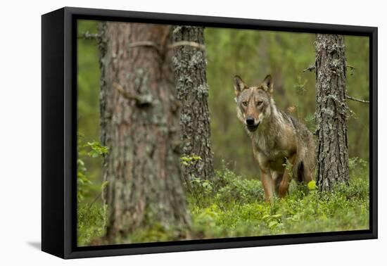 Wolf portrait (Canis lupus) in a forest, Finland, July-Danny Green-Framed Premier Image Canvas