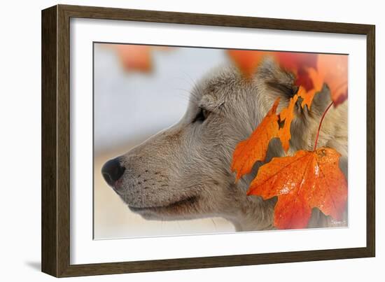 Wolf Profile Autumn Leaves-Gordon Semmens-Framed Photographic Print