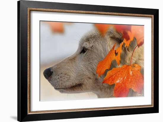 Wolf Profile Autumn Leaves-Gordon Semmens-Framed Photographic Print