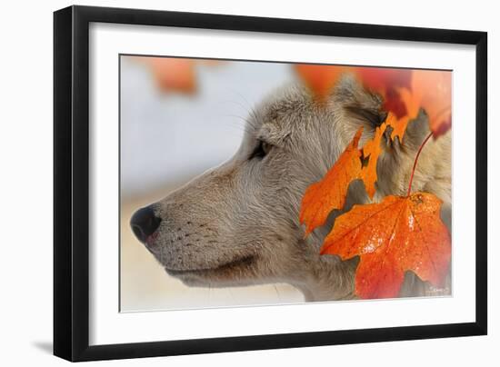 Wolf Profile Autumn Leaves-Gordon Semmens-Framed Photographic Print