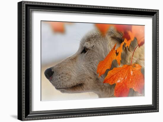 Wolf Profile Autumn Leaves-Gordon Semmens-Framed Photographic Print