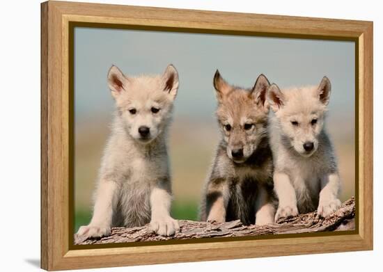 Wolf Pups-Lantern Press-Framed Stretched Canvas