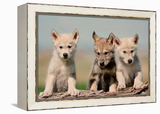 Wolf Pups-Lantern Press-Framed Stretched Canvas