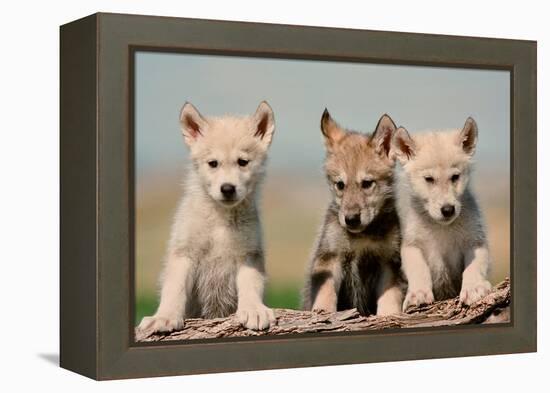 Wolf Pups-Lantern Press-Framed Stretched Canvas