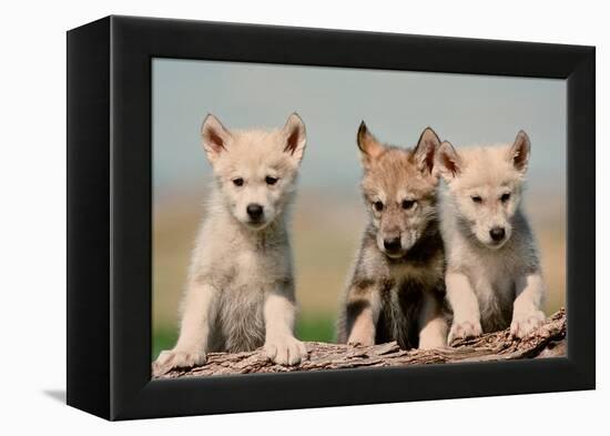 Wolf Pups-Lantern Press-Framed Stretched Canvas