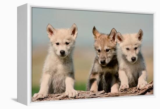 Wolf Pups-Lantern Press-Framed Stretched Canvas