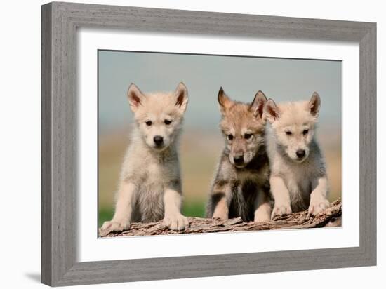 Wolf Pups-Lantern Press-Framed Premium Giclee Print