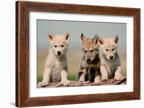 Wolf Pups-Lantern Press-Framed Premium Giclee Print