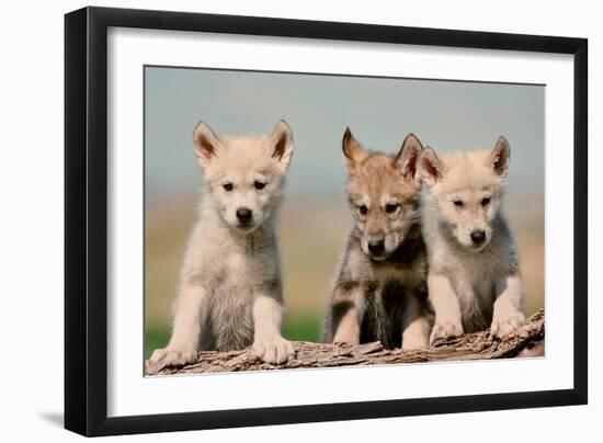 Wolf Pups-Lantern Press-Framed Premium Giclee Print