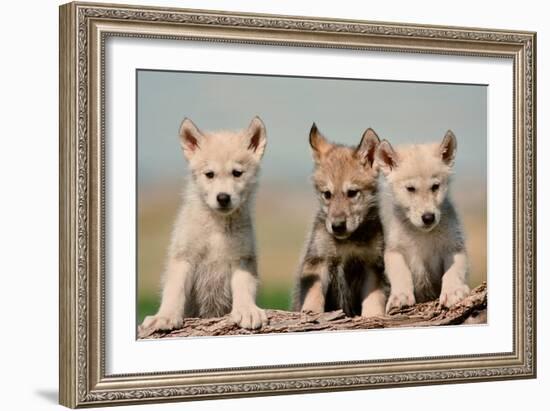 Wolf Pups-Lantern Press-Framed Art Print