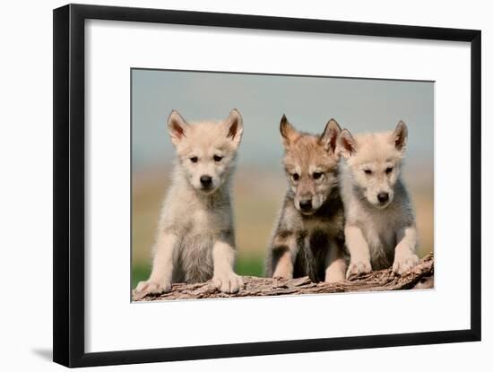 Wolf Pups-Lantern Press-Framed Art Print