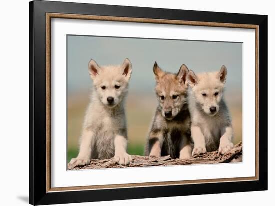 Wolf Pups-Lantern Press-Framed Art Print