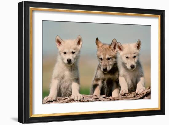 Wolf Pups-Lantern Press-Framed Art Print