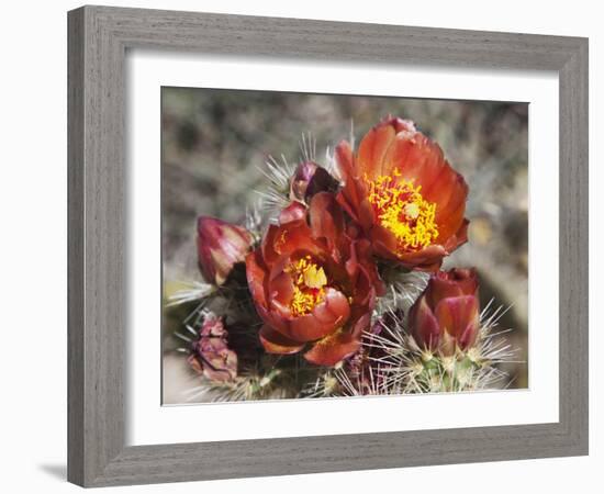 Wolf's Cholla, Anza-Borrego Desert State Park, California, Usa-Jamie & Judy Wild-Framed Photographic Print