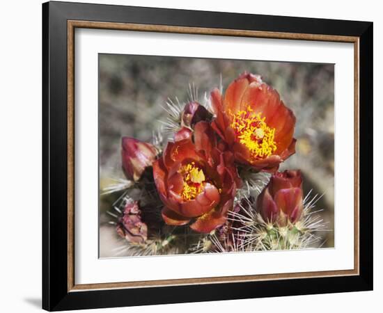 Wolf's Cholla, Anza-Borrego Desert State Park, California, Usa-Jamie & Judy Wild-Framed Photographic Print