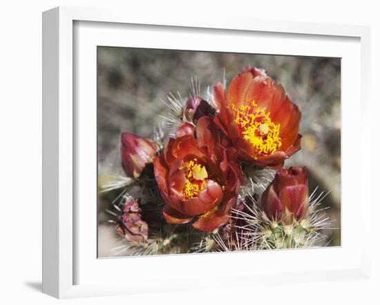 Wolf's Cholla, Anza-Borrego Desert State Park, California, Usa-Jamie & Judy Wild-Framed Photographic Print