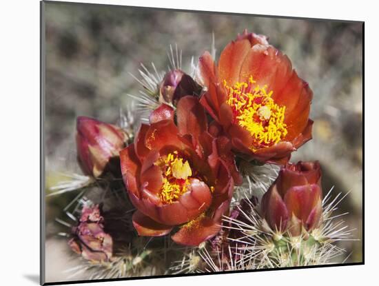 Wolf's Cholla, Anza-Borrego Desert State Park, California, Usa-Jamie & Judy Wild-Mounted Photographic Print