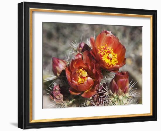 Wolf's Cholla, Anza-Borrego Desert State Park, California, Usa-Jamie & Judy Wild-Framed Photographic Print