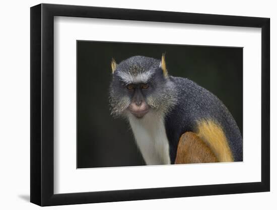 Wolf's Gueonon Monkey (Cercopithecus Pogonias Wolfi) Captive, from Congo, Rwanda, Uganda-Lynn M. Stone-Framed Photographic Print