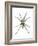 Wolf Spider (Lycosa Communis), Arachnids-Encyclopaedia Britannica-Framed Art Print