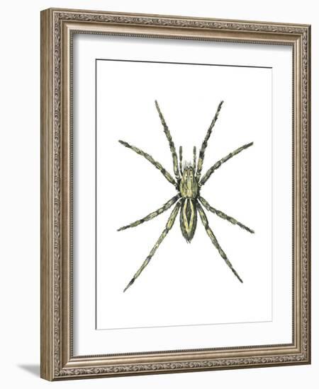 Wolf Spider (Lycosa Communis), Arachnids-Encyclopaedia Britannica-Framed Art Print