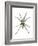 Wolf Spider (Lycosa Communis), Arachnids-Encyclopaedia Britannica-Framed Art Print